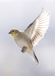 American Goldfinch 0516